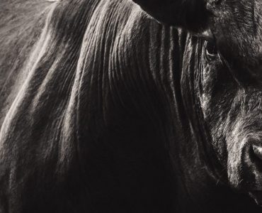 bitcoin bull