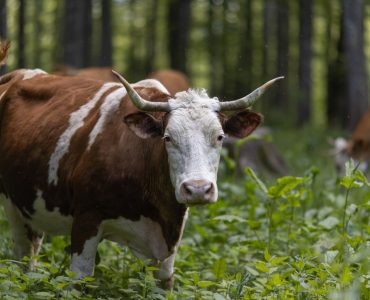 bitcoin bulls out of the woods