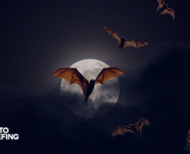 Enso Finance Plans “Vampire Attack” Targeting DeFi Index Protocols